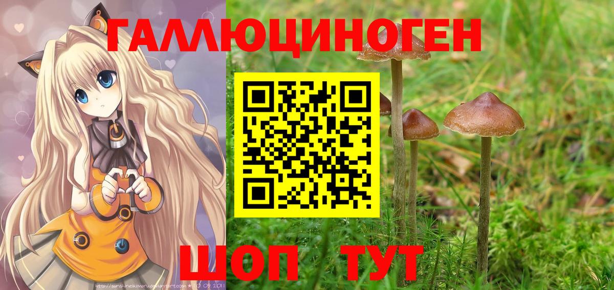 Галлюциногенные грибы Psilocybe Искитим